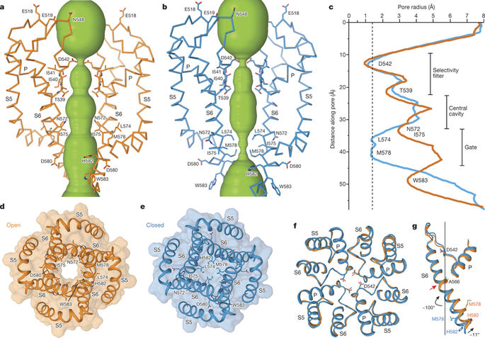 Opening of the human epithelial calcium channel TRPV6