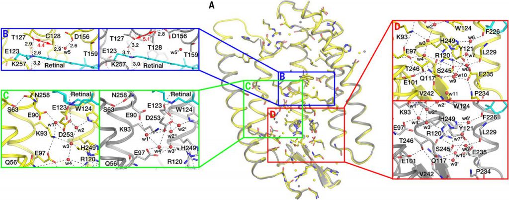 structural-insights-into-ion-conduction-by-channelrhodopsin-2