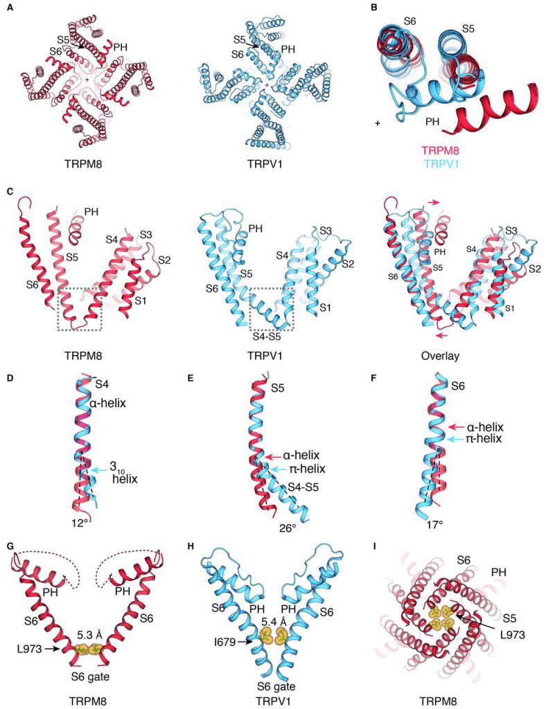 Structure of the cold- and menthol-sensing ion channel TRPM8