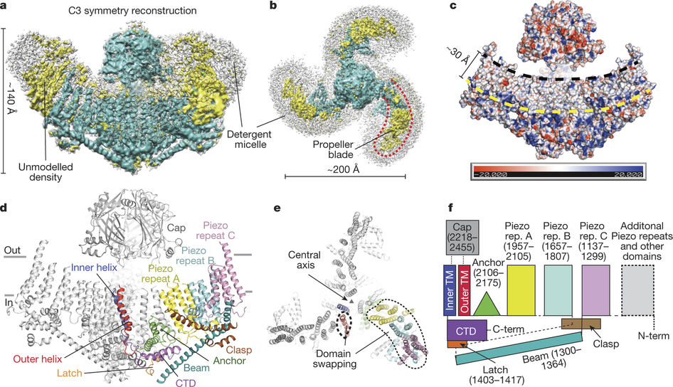 Structure of the mechanically activated ion channel Piezo1