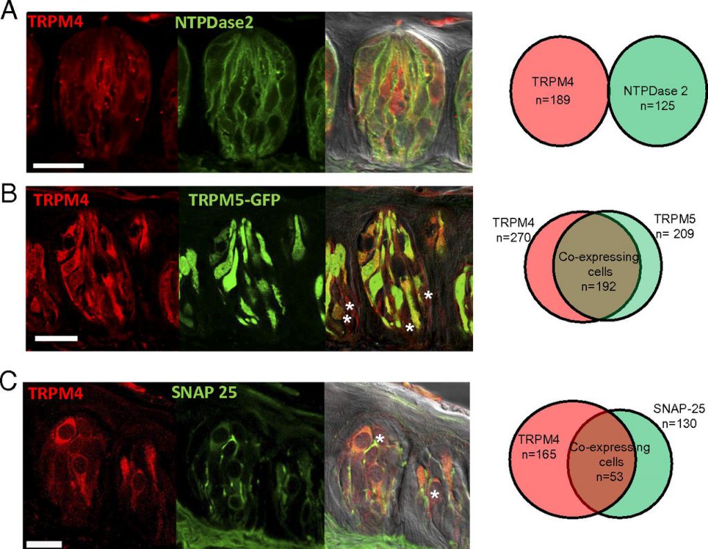 trpm4-and-trpm5-are-both-required-for-normal-signaling-in-taste-receptor-cells