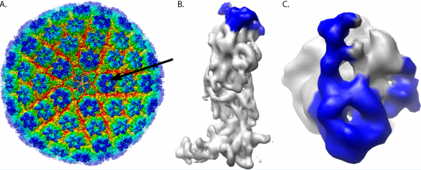 HSV Capsid