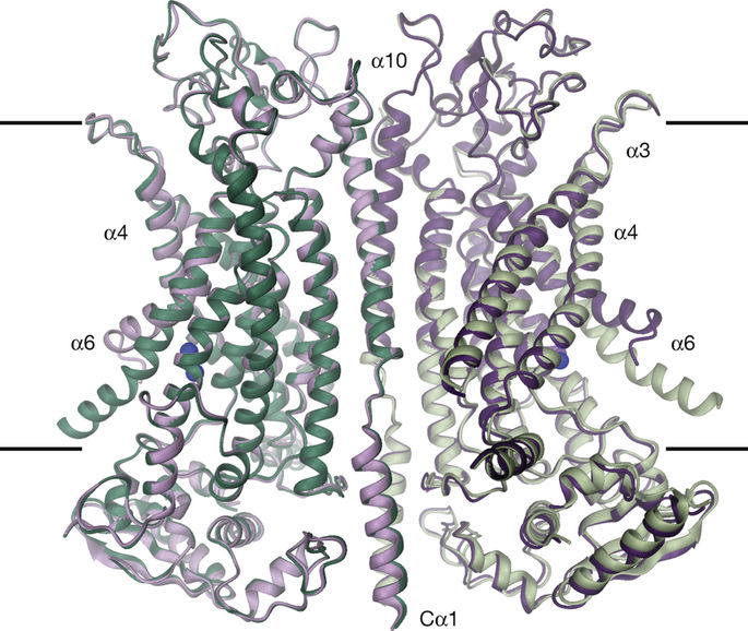ion channel structure Creative Biostructure Blog