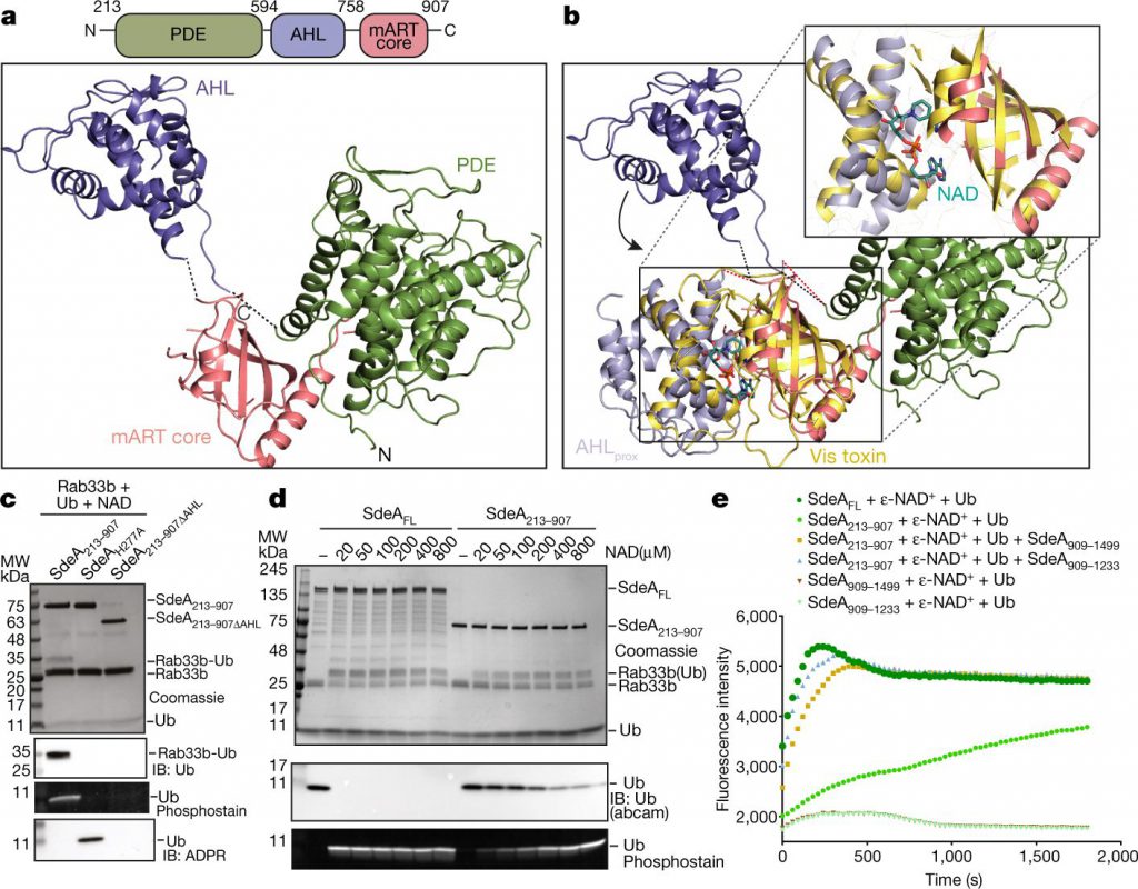 sdea-enzyme