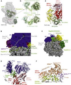 Structural Basis of Poxvirus Transcription Revealed – Creative ...