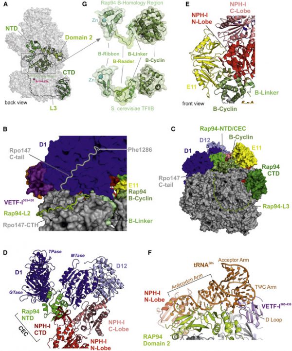 Structural Basis of Poxvirus Transcription Revealed – Creative ...