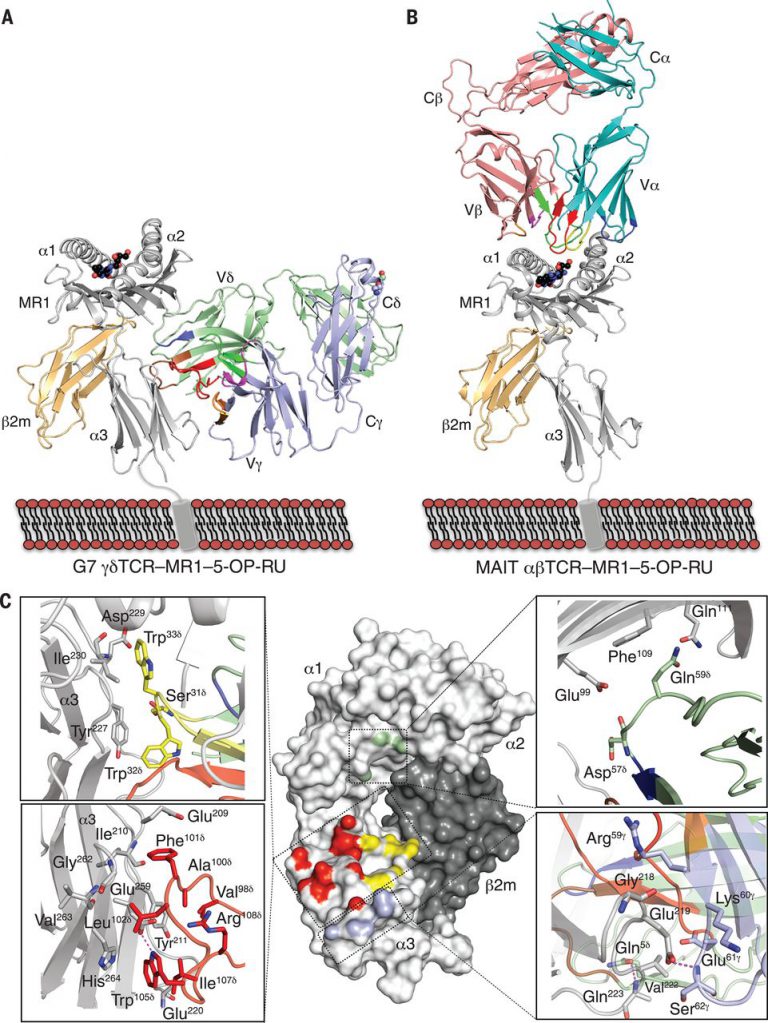 New Study Redefined the Understanding of T Cell Recognition – Creative ...