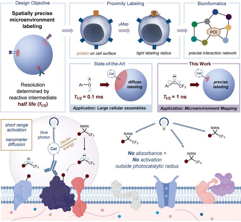 Developing New Technologies to Imaging the Immune Cell Microenvironment ...
