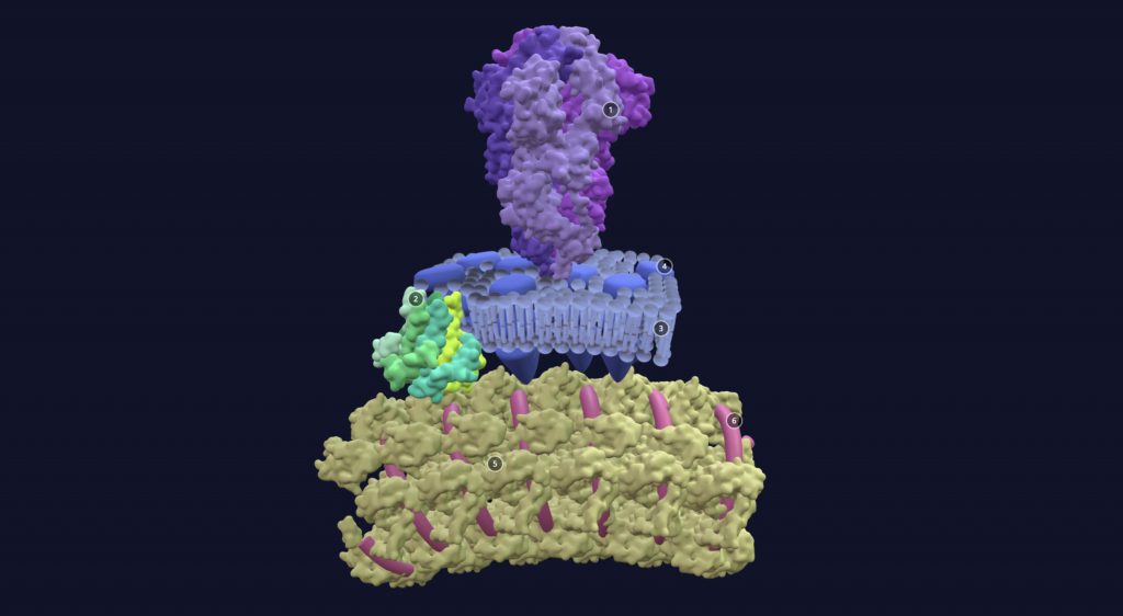 coronavirus – Creative Biostructure Blog