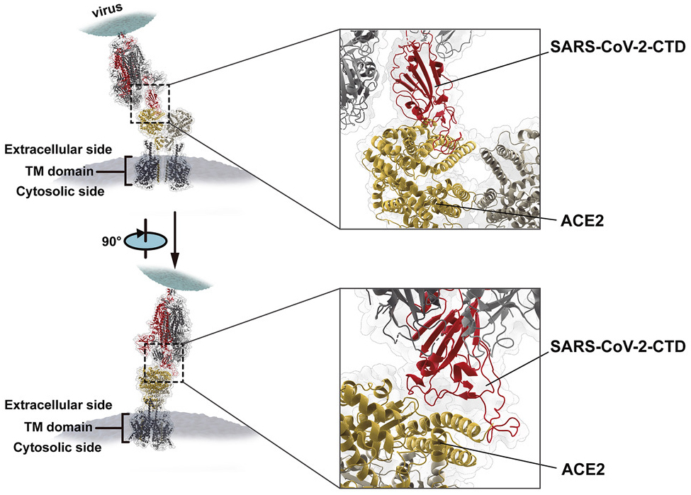 The crystal structure of SARS-CoV-2-CTD in complex with hACE2.