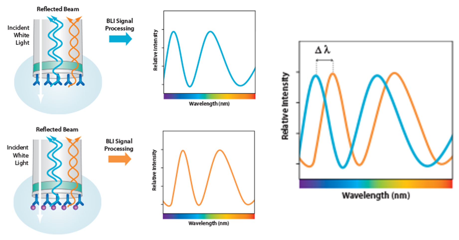 Principles of the BLI biosensor platform, developed by ForteBio.