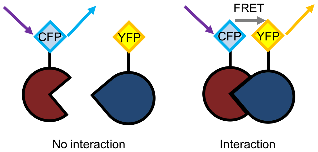 Schematic of the FRET principle.