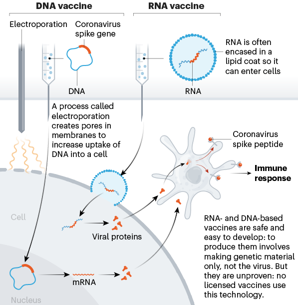 Nucleic-acid vaccines encoding the coronavirus spike protein. 