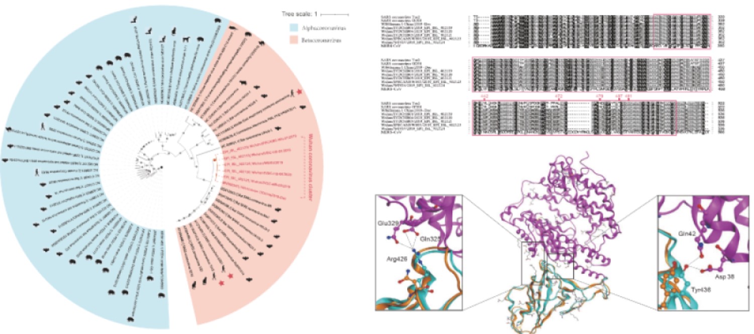 Evolutionary analysis of the coronaviruses and modeling of the SARS-CoV-2 Spike protein interacting with human ACE2.