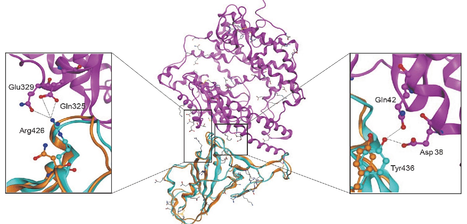 Protein Homology Modeling for Coronavirus Research
