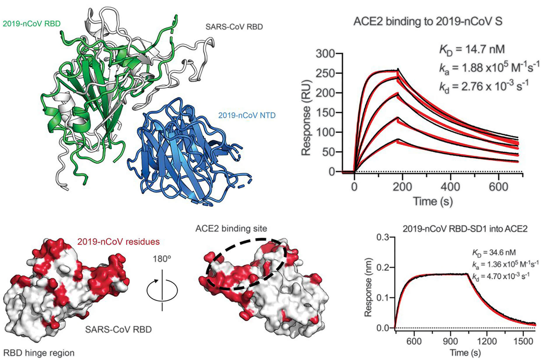 Biophysical assays show 2019-nCoV S binds ACE2 with high-affinity via the 2019-nCoV RBD-SD1.