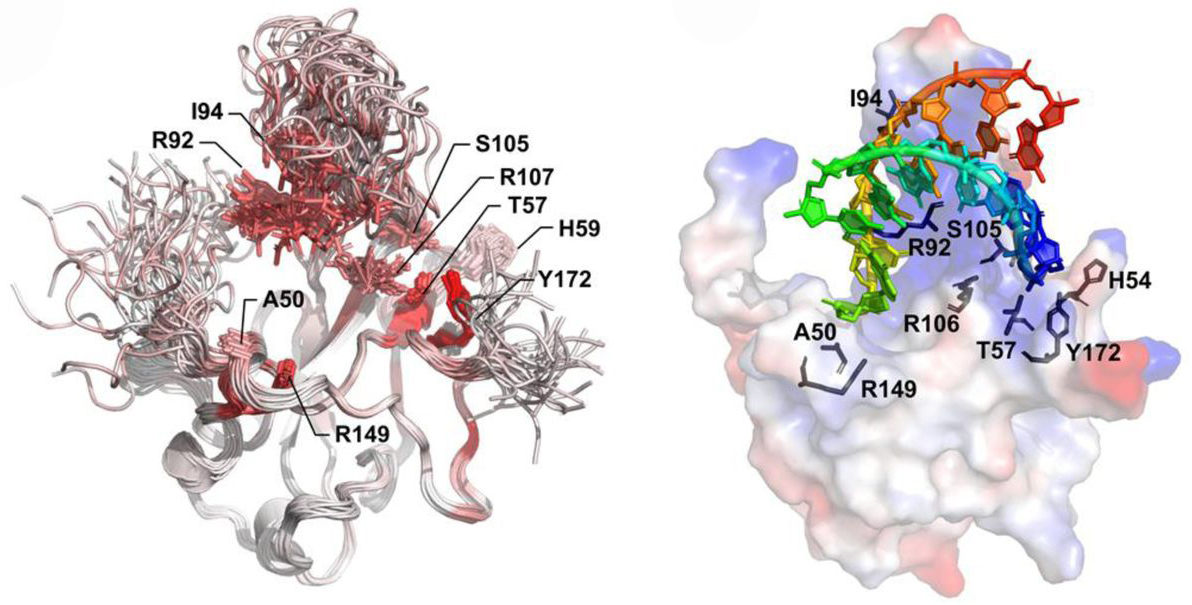 Protein NMR Spectroscopy Services for Coronavirus Research