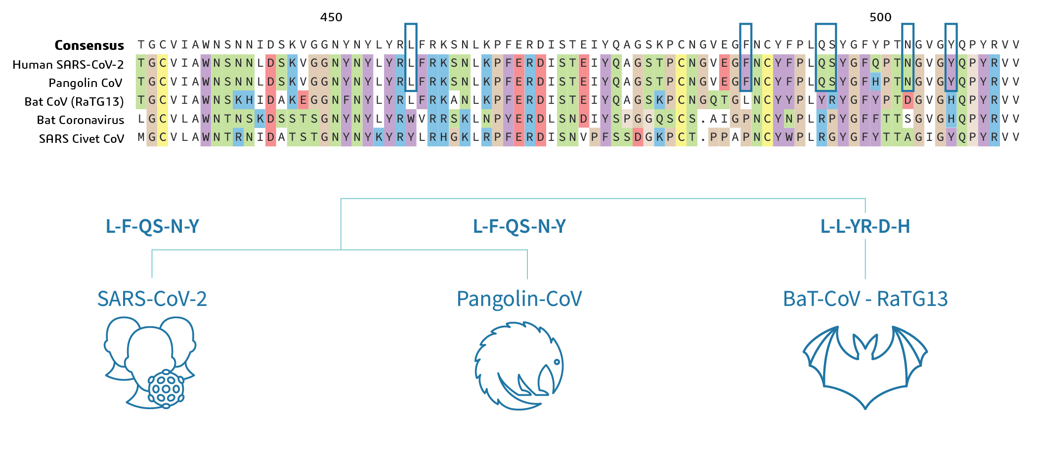 Multiple sequence alignment of Spike protein of Human, Pangolin and Bat SARS-CoV-2.