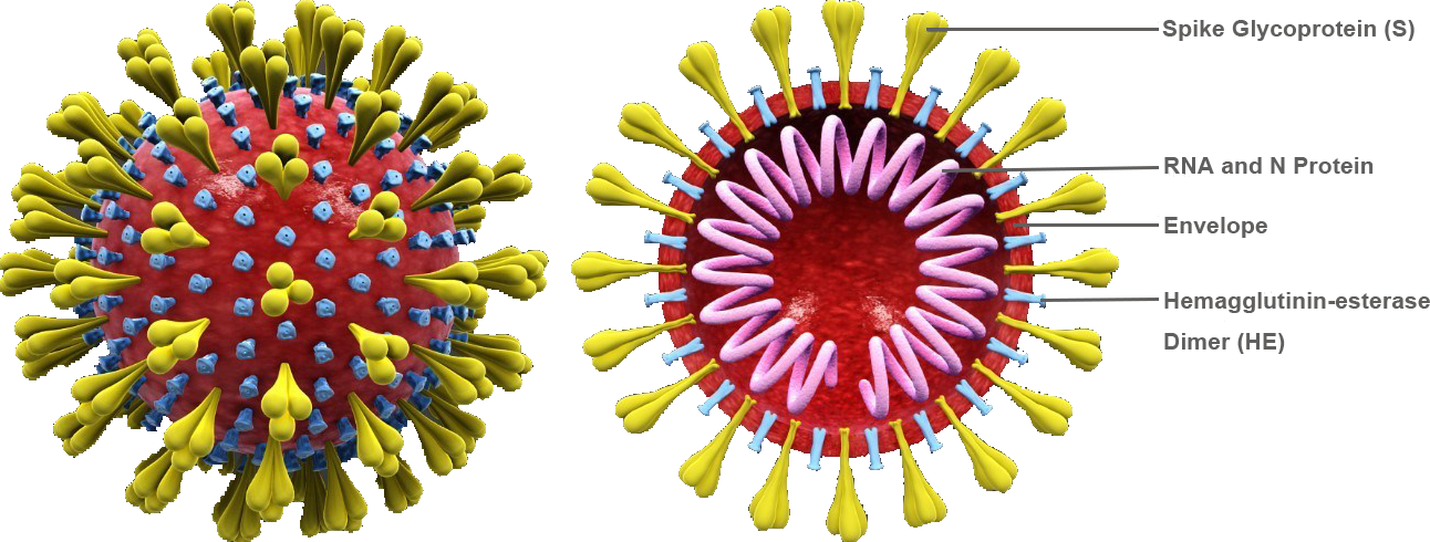 Protein Structure Analysis Using Negative Stain Electron Microscopy for Coronavirus Research
