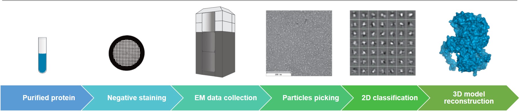 Protein Structure Analysis Using Negative Stain Electron Microscopy for Coronavirus Research