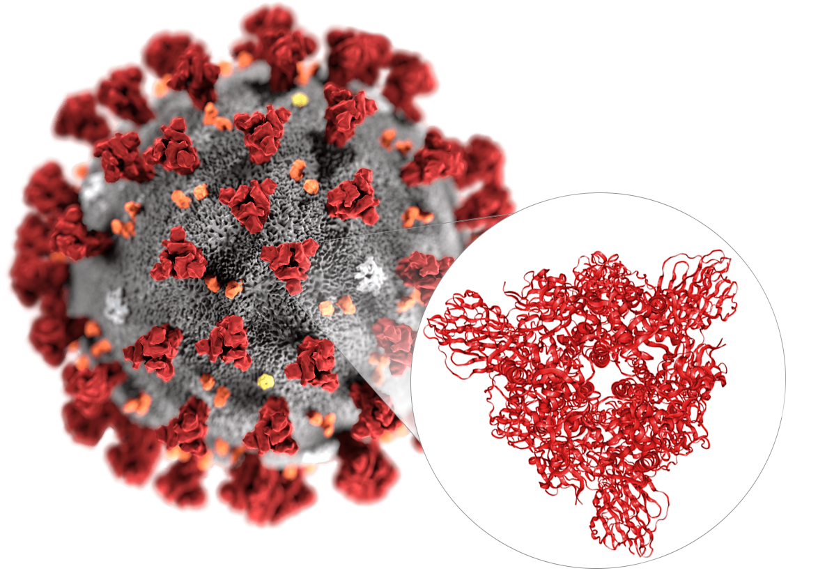 Protein Structure Analysis Using Single Particle Cryo-EM for Coronavirus Research