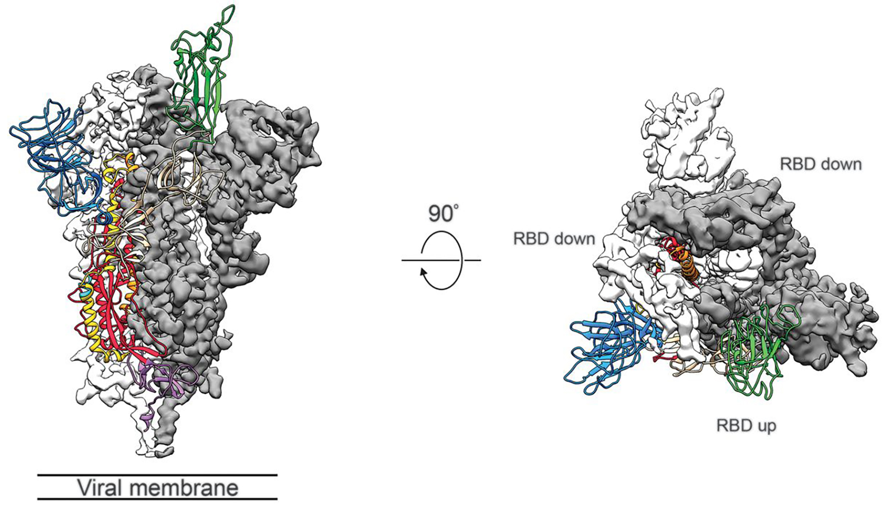 Protein Structure Analysis Using Single Particle Cryo-EM for Coronavirus Research