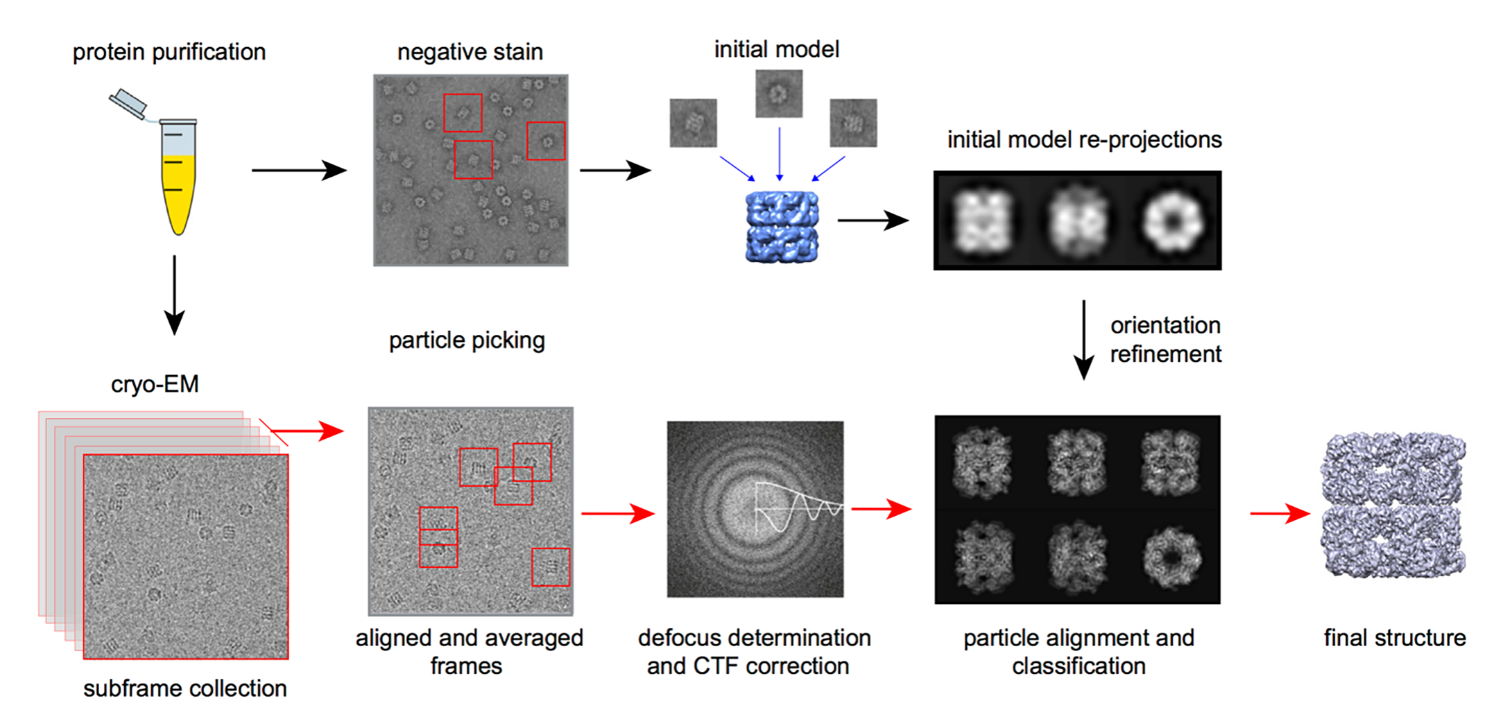 Protein Structure Analysis Using Single Particle Cryo-EM for Coronavirus Research