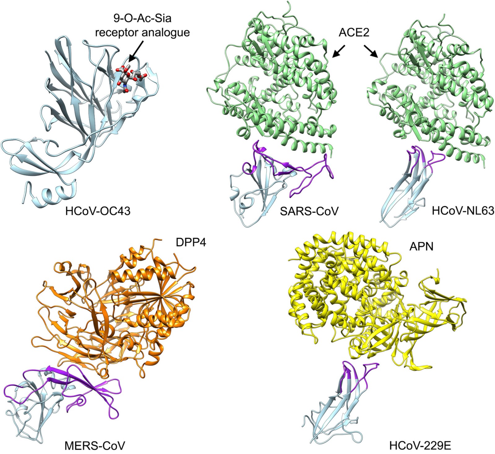 Structural studies of human Coronavirus strains binding to host receptors.