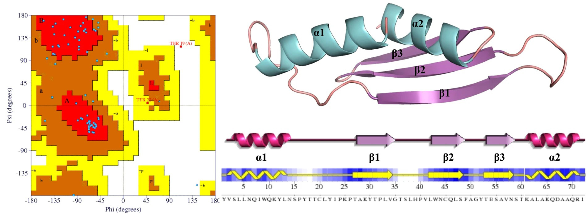 Structural representation of the MERS-CoV protein 4a.