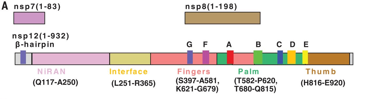 The schematic diagram for the components of the RdRp complex, containing nsp12, nsp7, and nsp8. The polymerase motif (A to G) and the β hairpin specific to SARS-CoV-2 are highlighted. (Wanchao Yin, et al. 2020)
