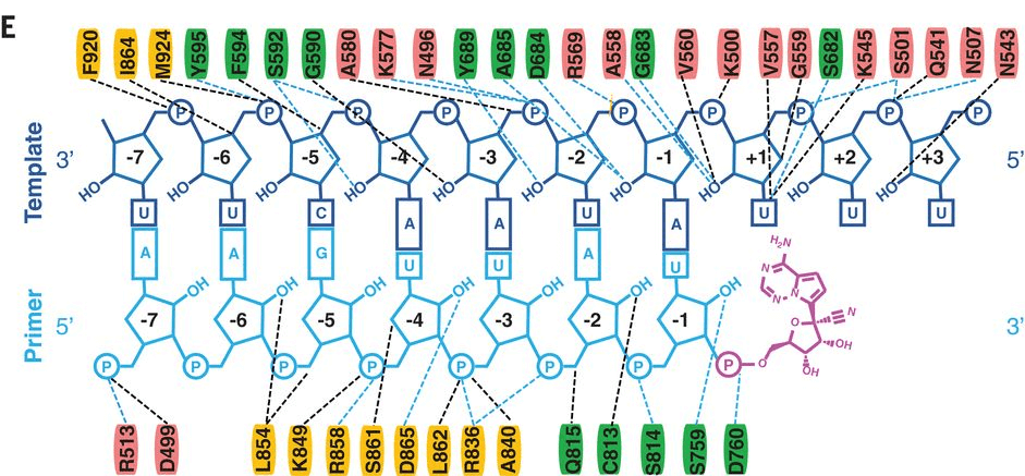 Diagram of detailed RNA interactions with RdRp. Single-letter abbreviations for the amino acid residues are as follows: A, Ala; C, Cys; D, Asp; E, Glu; F, Phe; G, Gly; H, His; I, Ile; K, Lys; L, Leu; M, Met; N, Asn; P, Pro; Q, Gln; R, Arg; S, Ser; T, Thr; V, Val; W, Trp; and Y, Tyr.