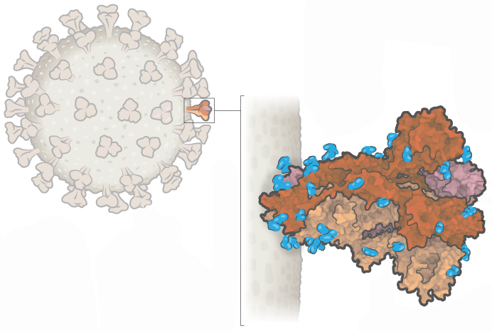 Brief Introduction to Recombinant Subunit Vaccine