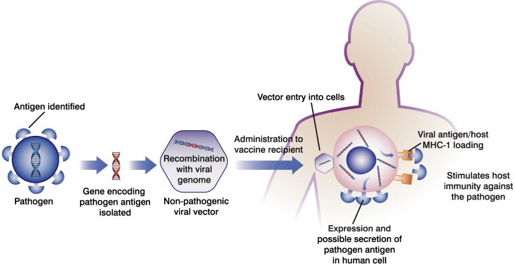 Recombinant Vector Vaccine