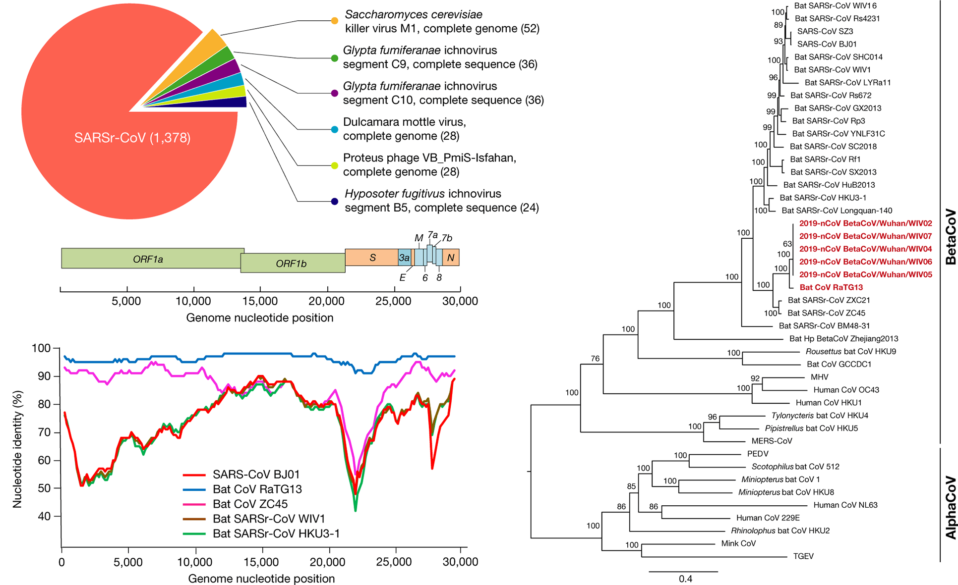 Genome characterization of SARS-CoV-2.