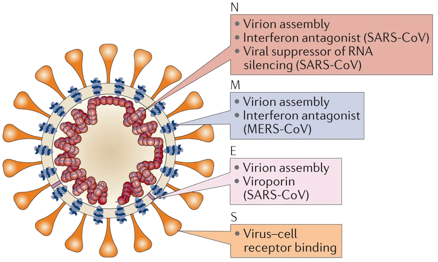 Structure of Coronavirus.