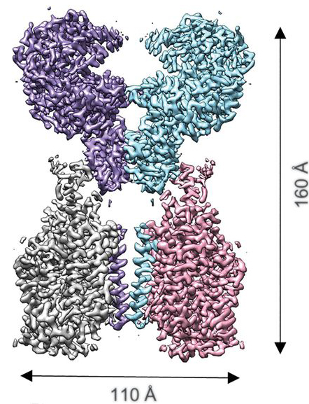 Cryo-EM map of the ACE2-B0AT1 complex.
