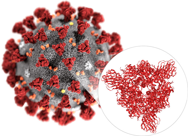 Coronavirus structure mapped with cryo-EM.