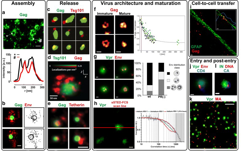 SRFM studies on the HIV-1 replication cycle.