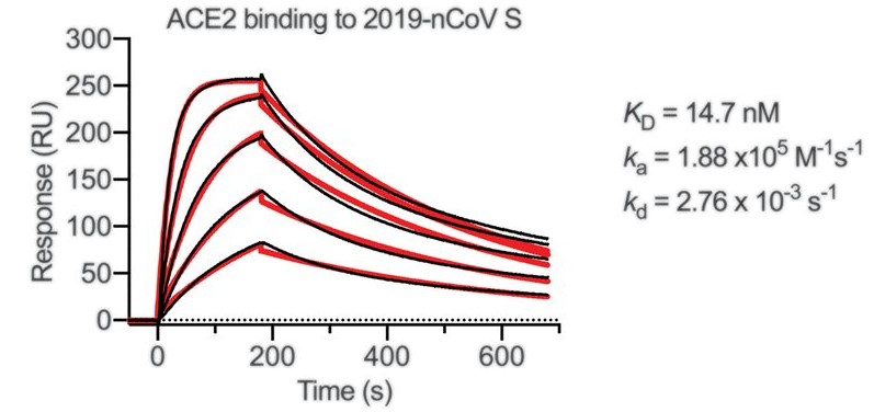 SPR sensorgram showing the binding kinetics for immobilized SARS-CoV-2 S protein and human ACE2.