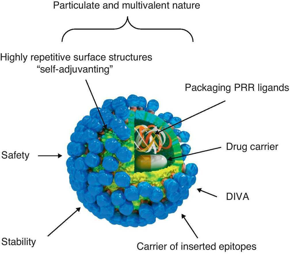 Immunogenic features of a virus-like particle (VLP).