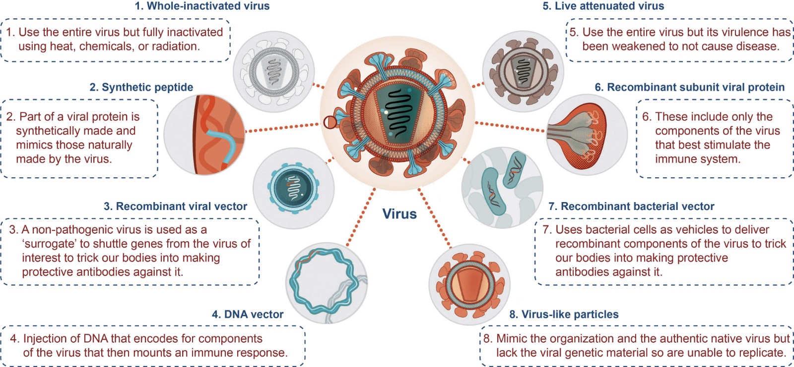 Types of virus vaccines.