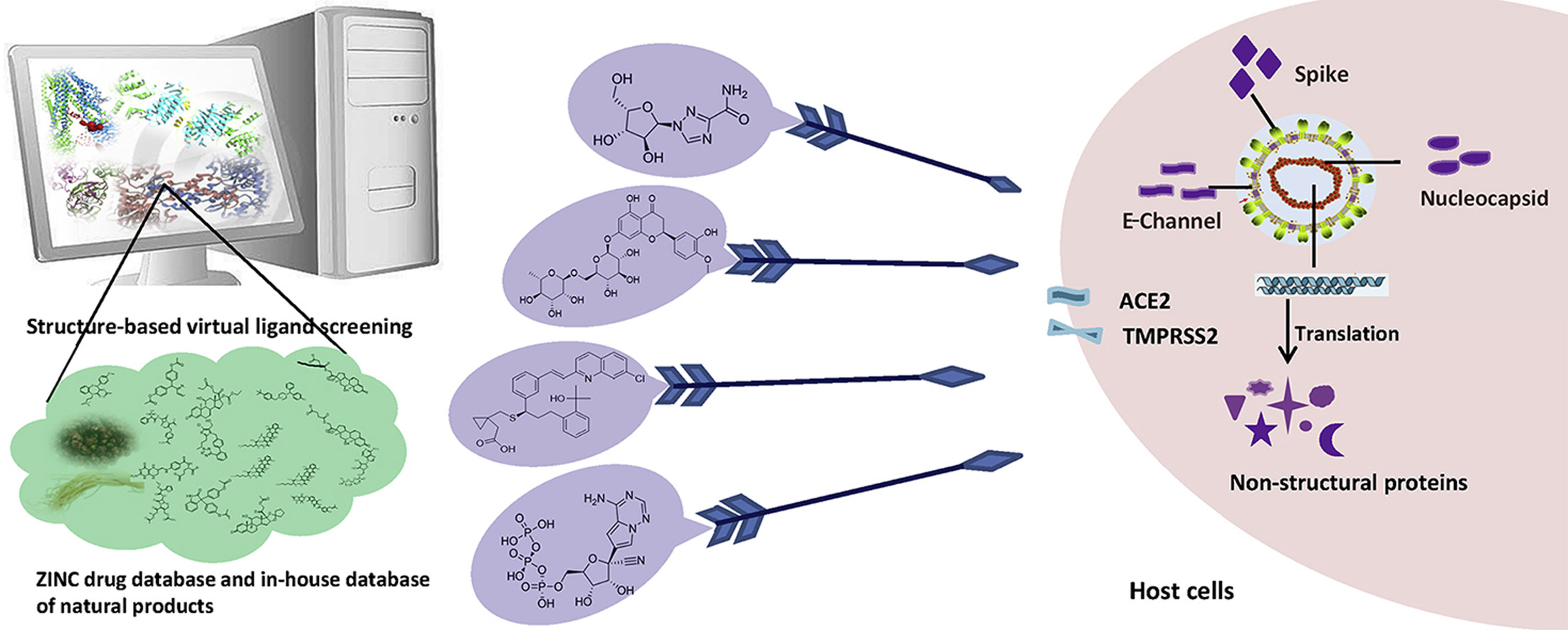 Virtual Screening for the Antiviral Drug Discovery of Coronavirus