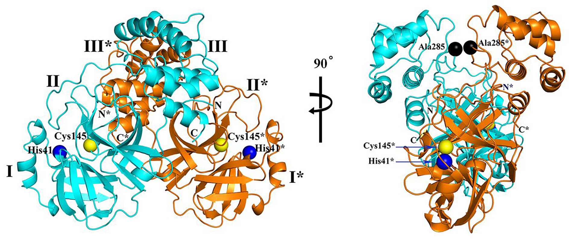 X-ray Crystallography Services for Coronavirus Research