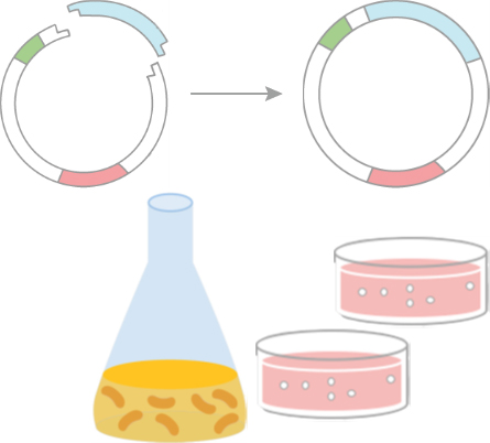 X-ray Crystallography Services for Coronavirus Research