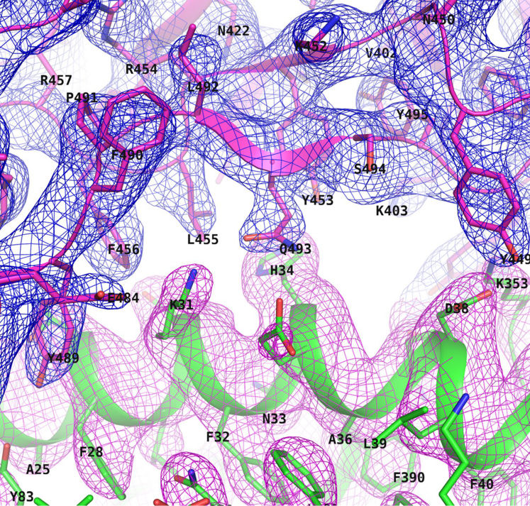 X-ray Crystallography Services for Coronavirus Research