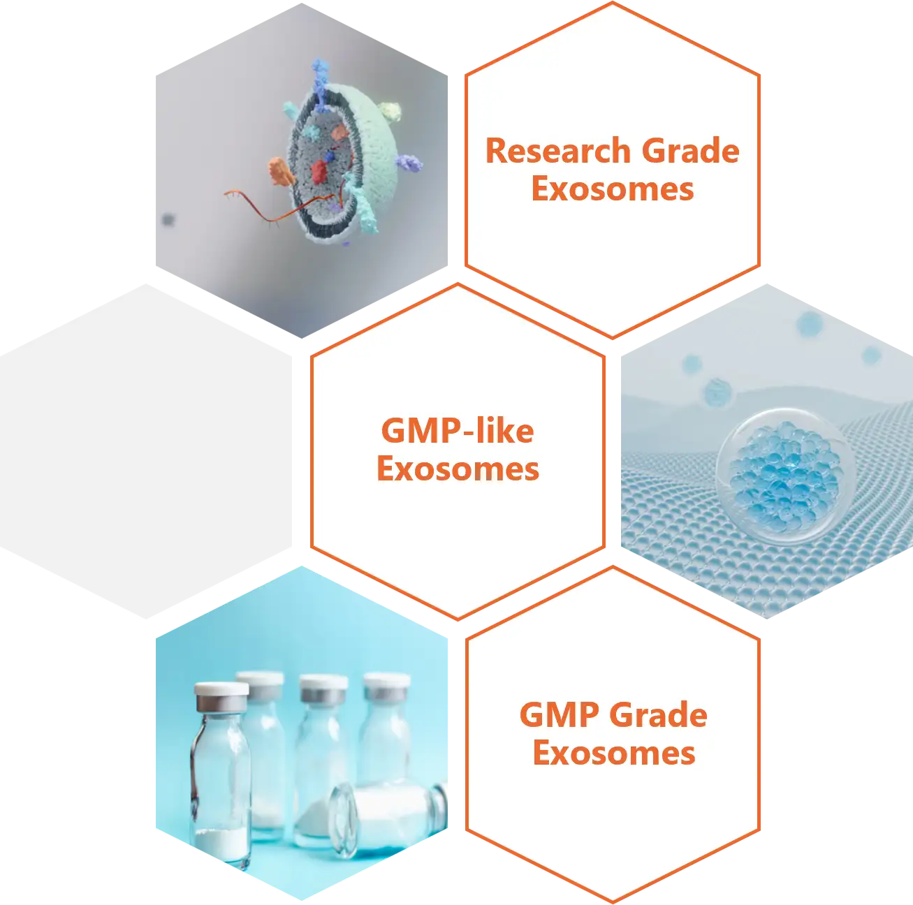 Application-grade exosome isolation services including Research-Grade, GMP-like, and GMP-Exosome at Creative Biostructure.