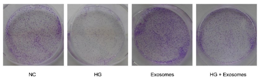 Image showing significant enhancement in HaCaT cell clone formation.