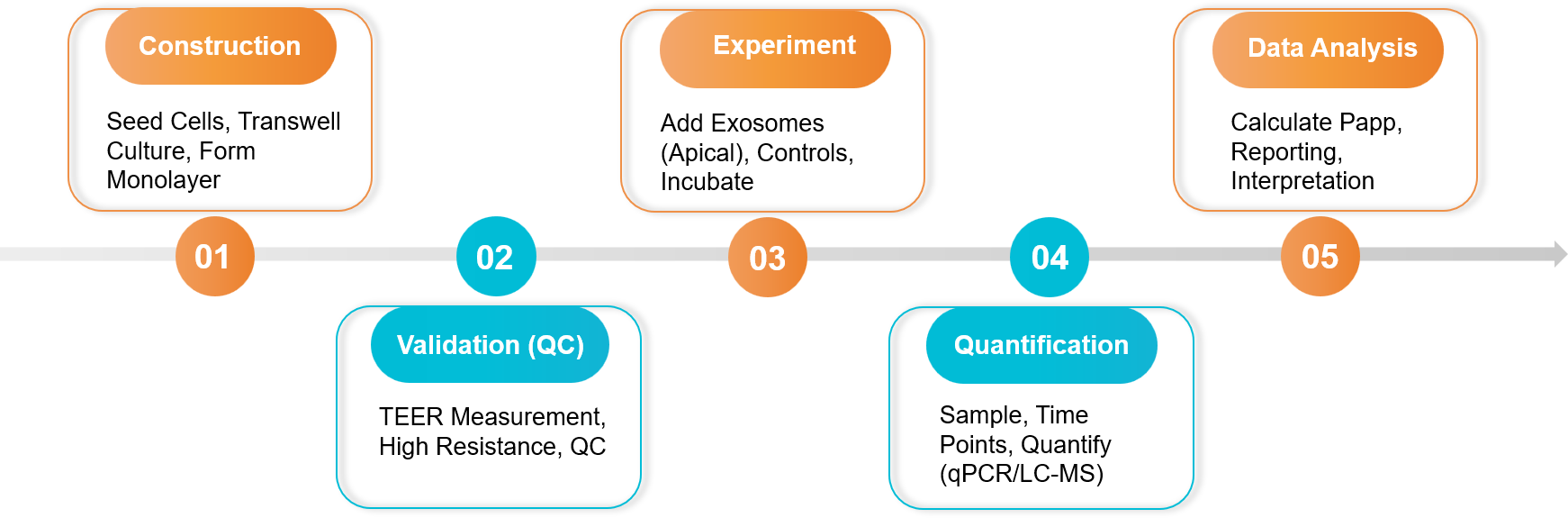 Five-step exosome drug release and transcytosis assay workflow.