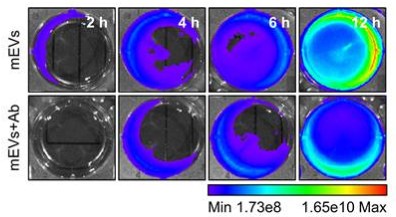 NIRF images showing Cy5.5-labeled mEVs at 2, 4, 6, 12 h, with lower fluorescence after FcRn antibody pre-treatment.