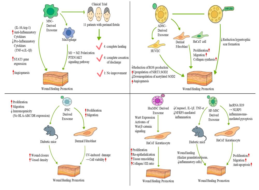 Stem cell-derived exosomes hold significant potential as a cell-free therapeutic strategy for skin wound healing.